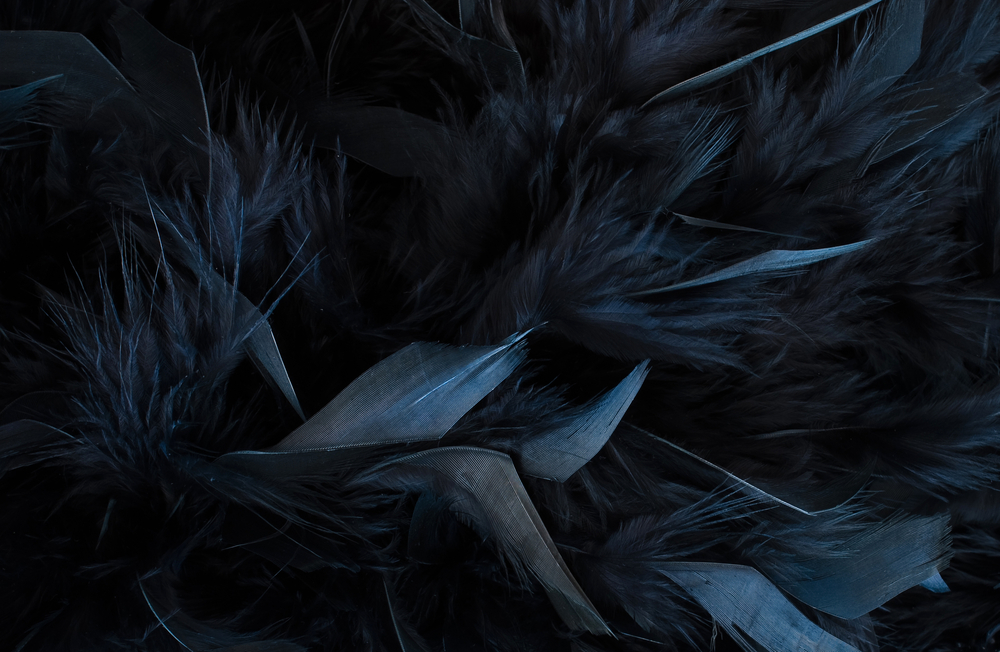 black-feather.jpg