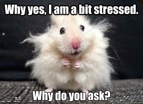 stressed-hamster.jpg