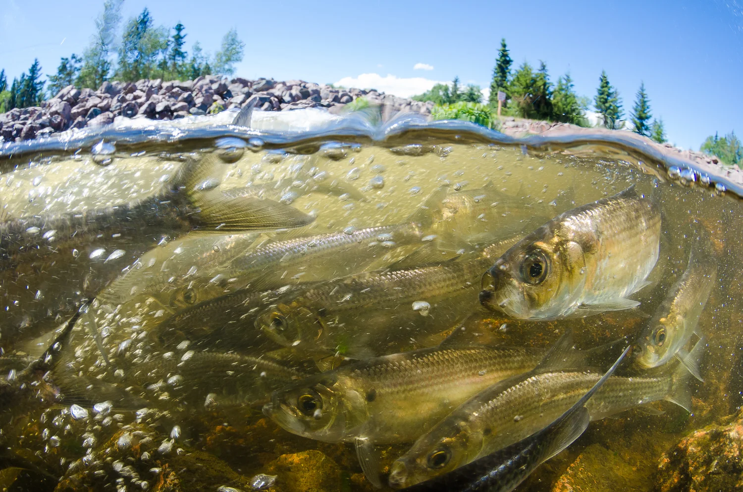Alewife in Fishway II