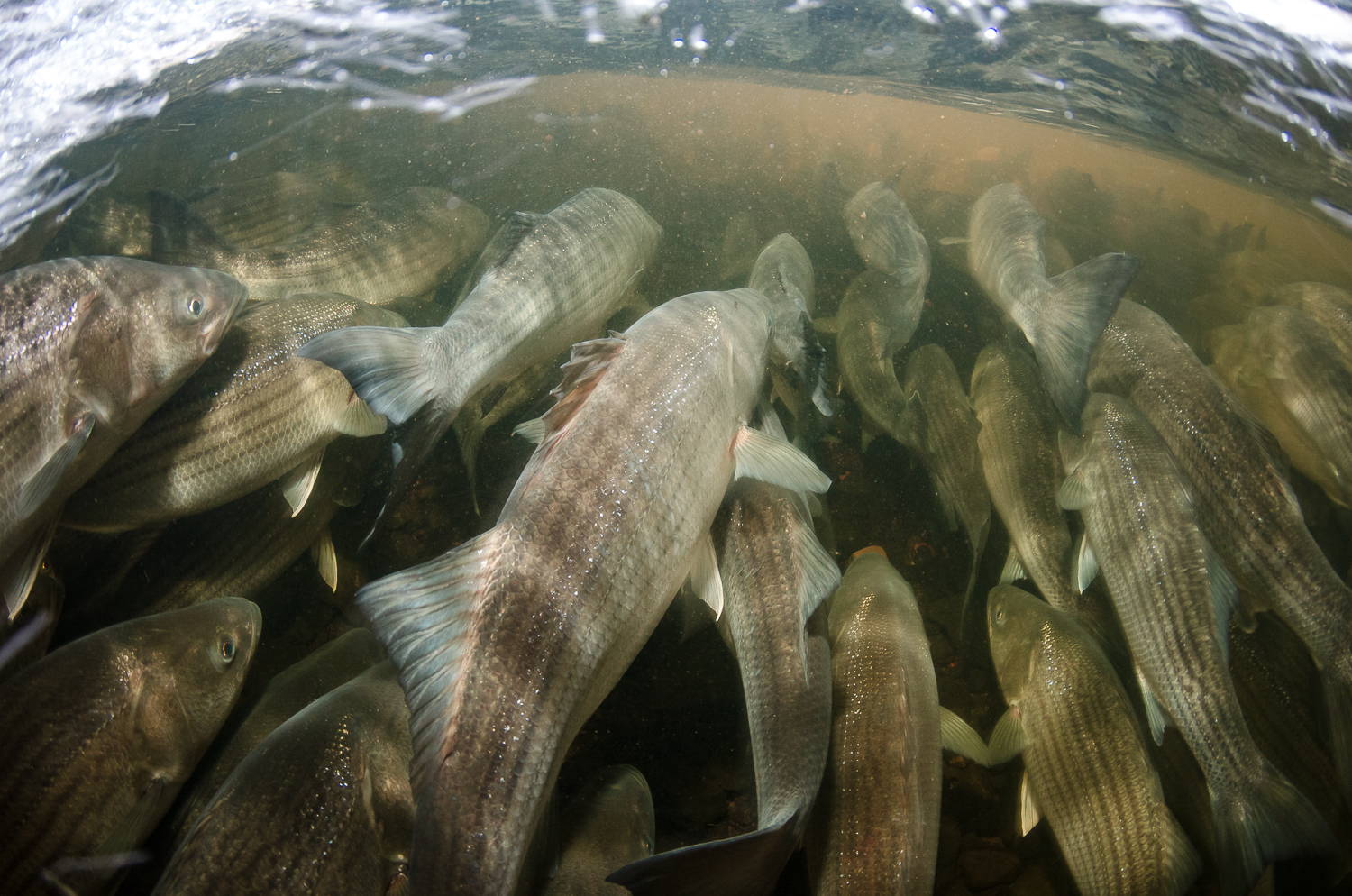 Striper Convention