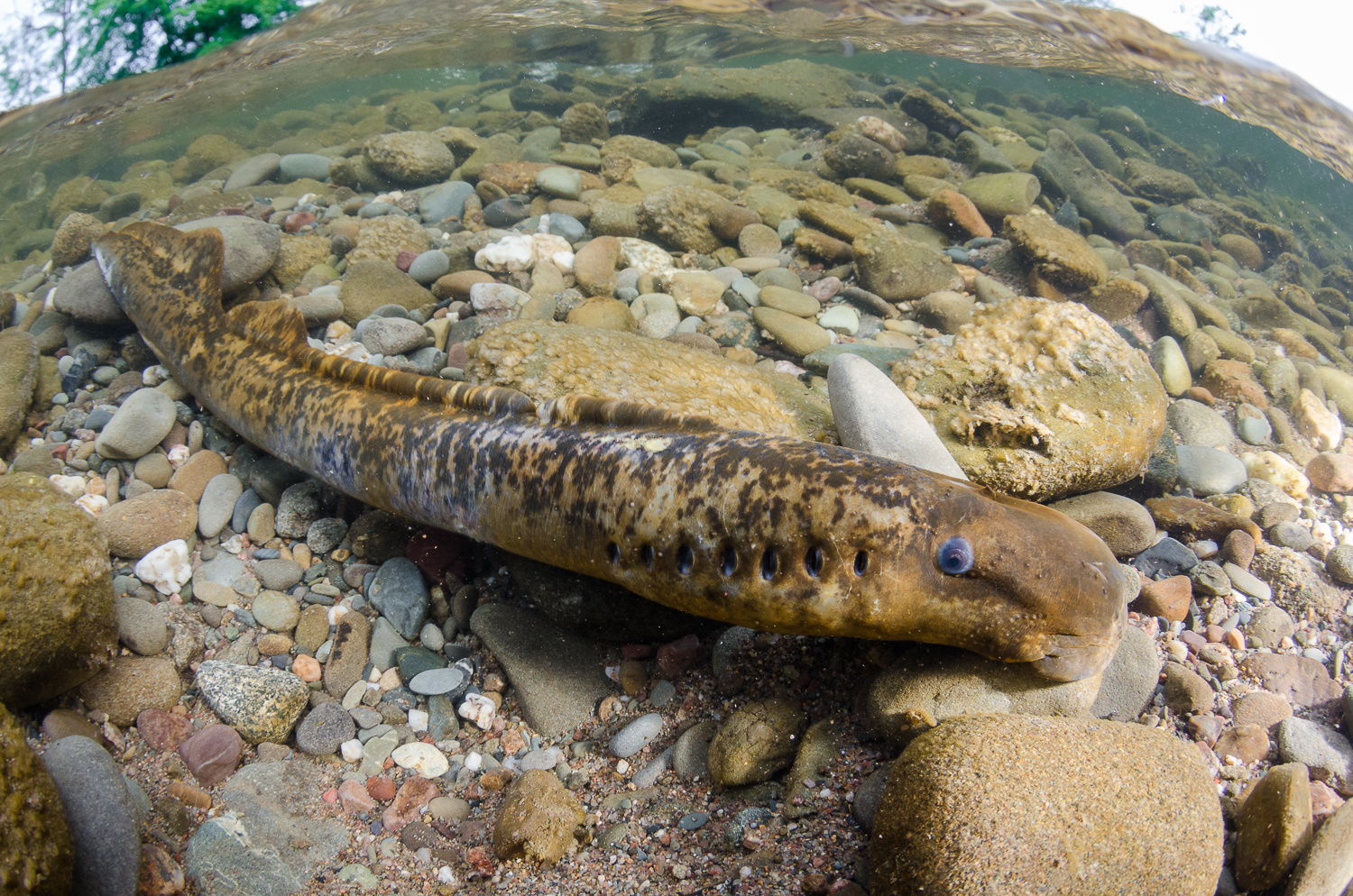 Shallow Water Lamprey