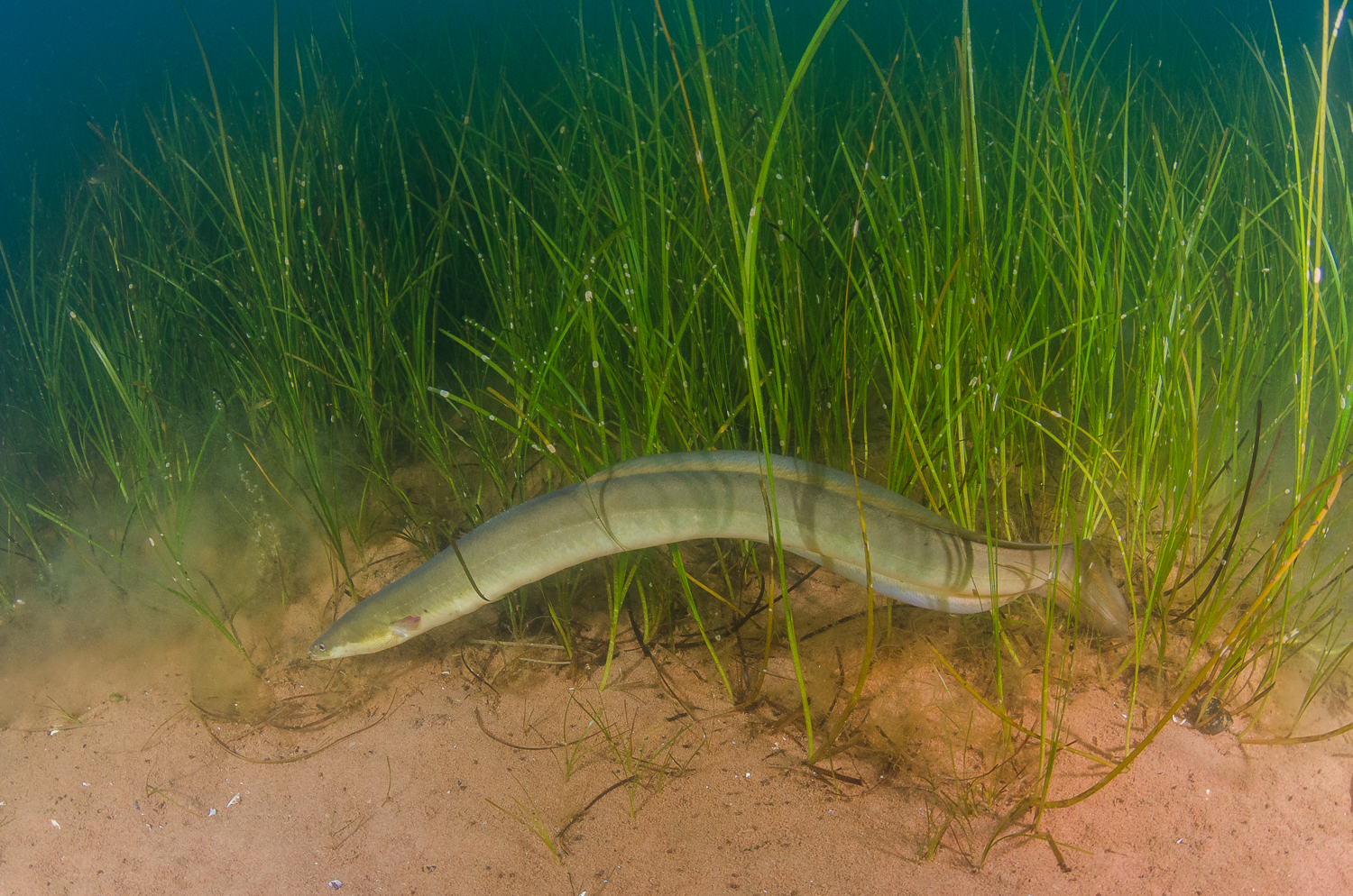 Eel in Namesake Grass