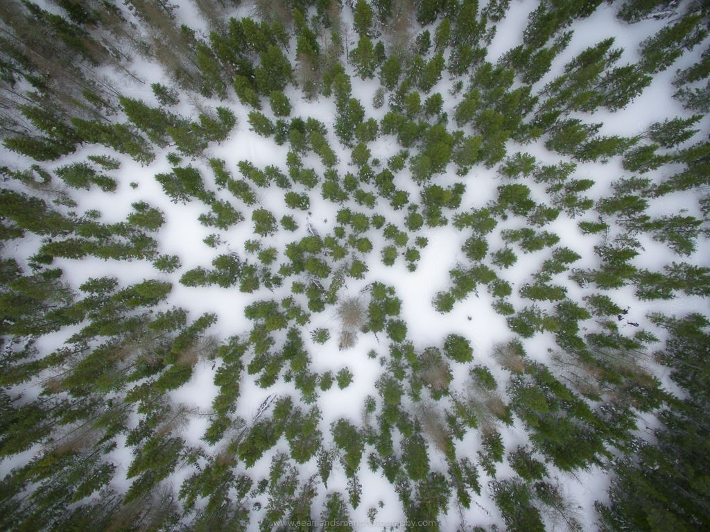 Winter Forestscape