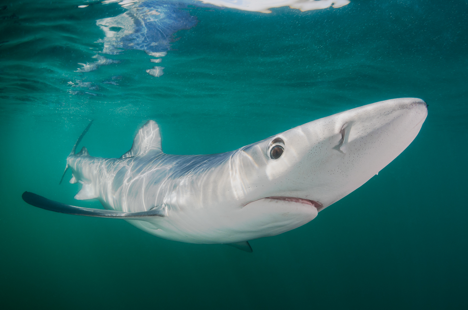 Blue shark nose pointed up full body.jpg