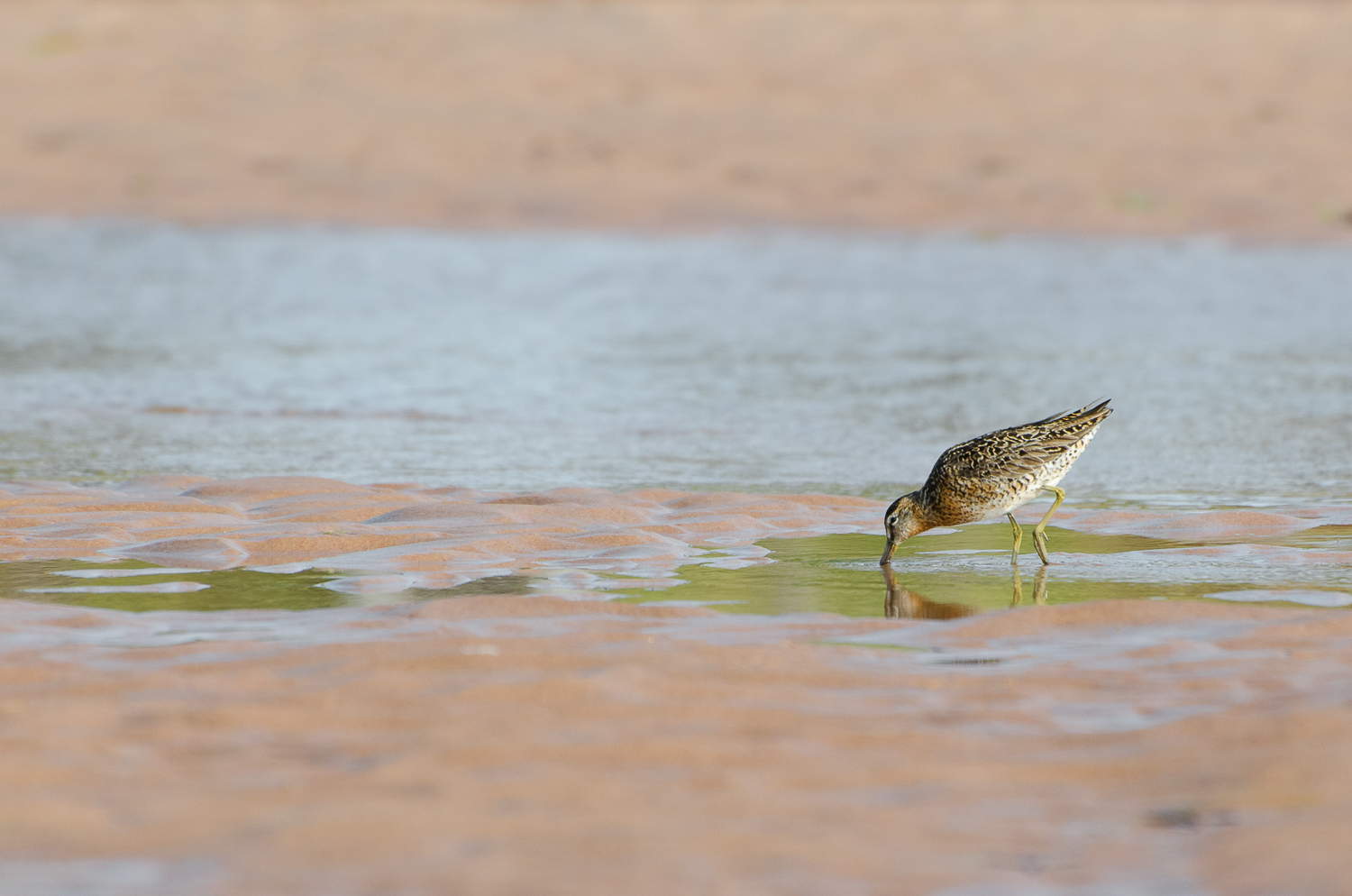 Dowitcher Chow Time