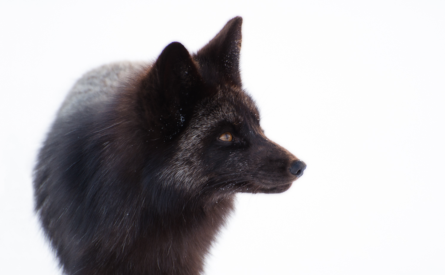Portrait of a Silver Fox