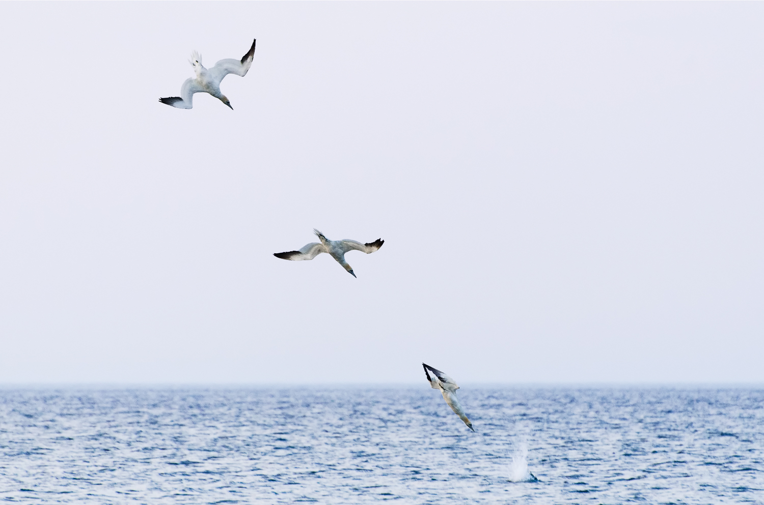 Gannet Hunting Sequence