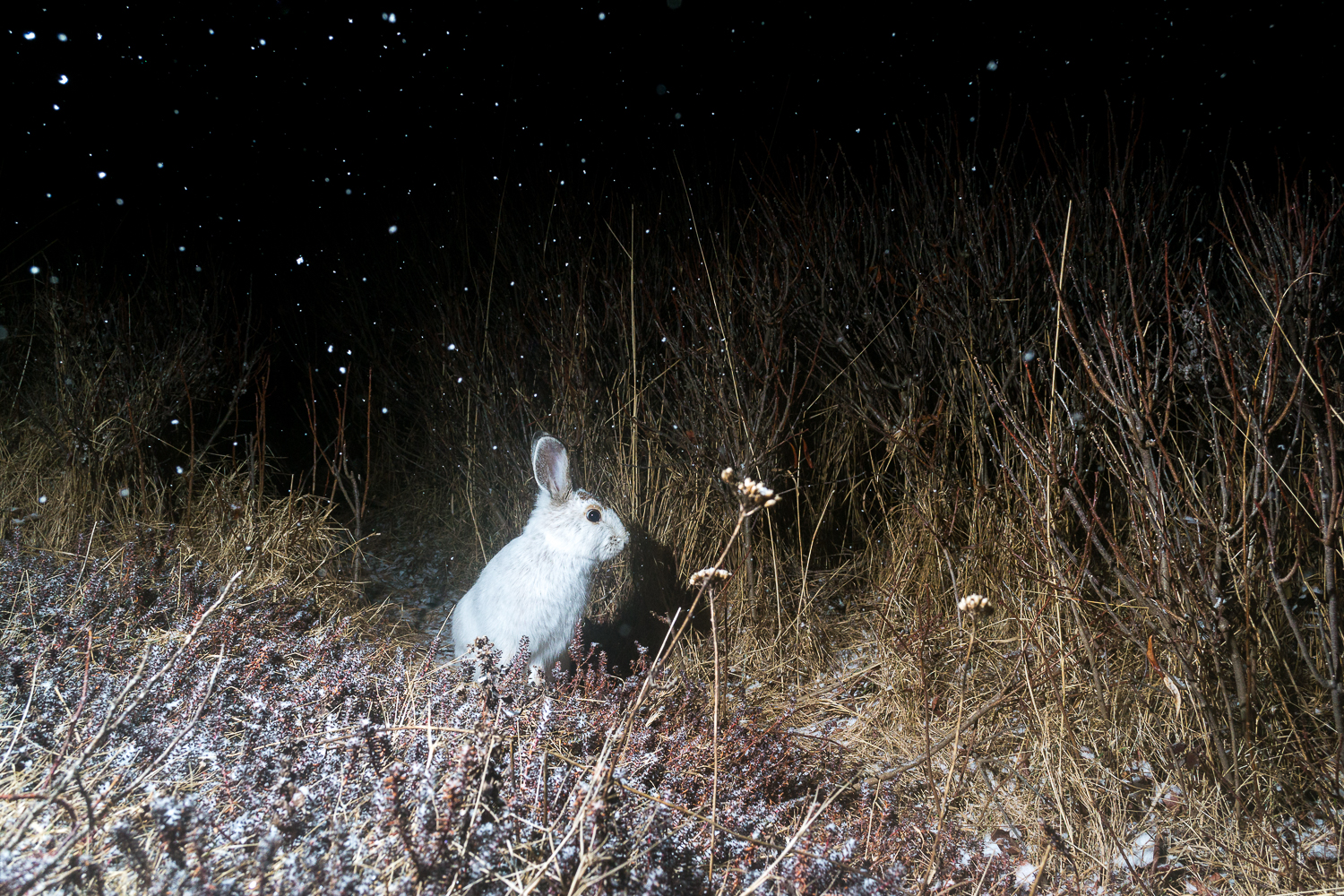 Hare Under Snow Stars