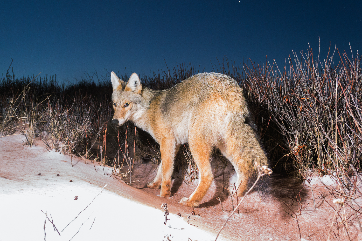 National Park Coyote