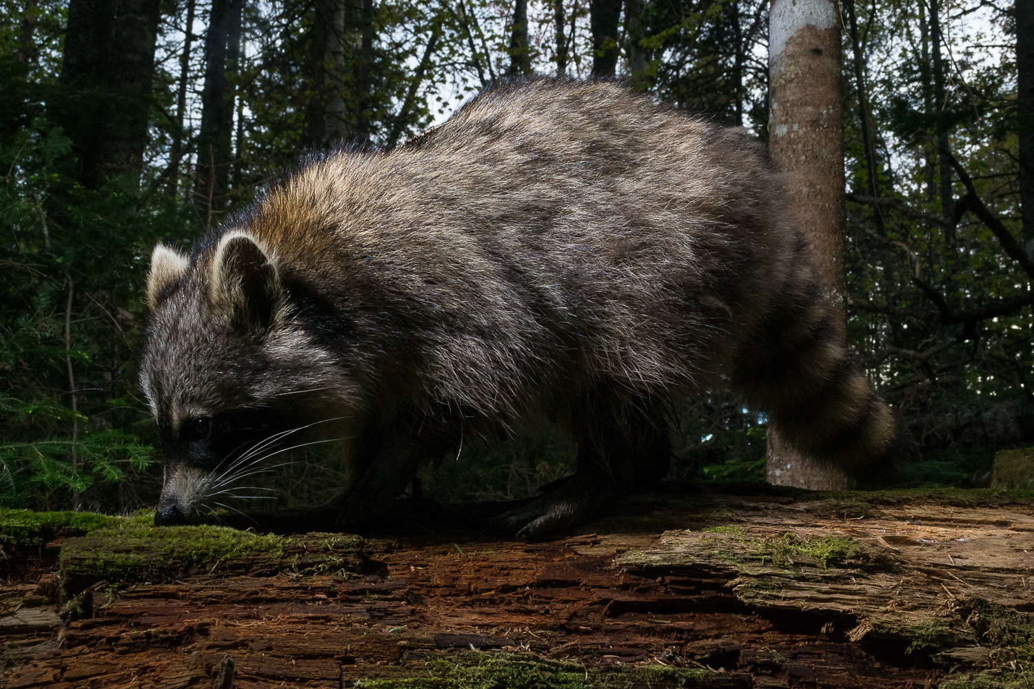 Curious Waschbär