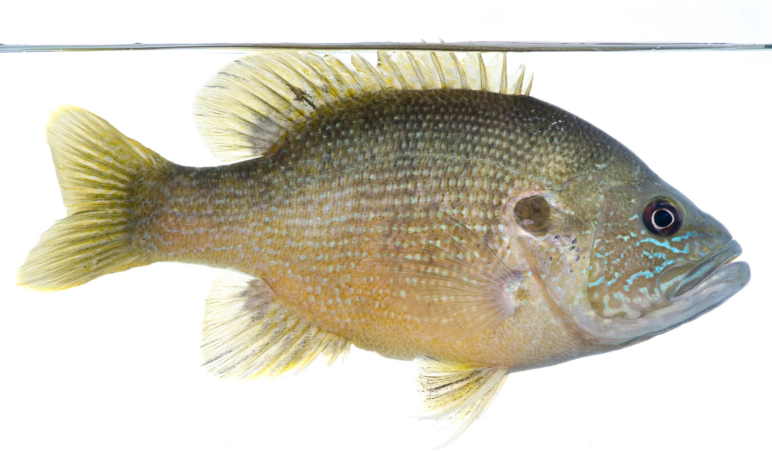 Green Sunfish Portrait