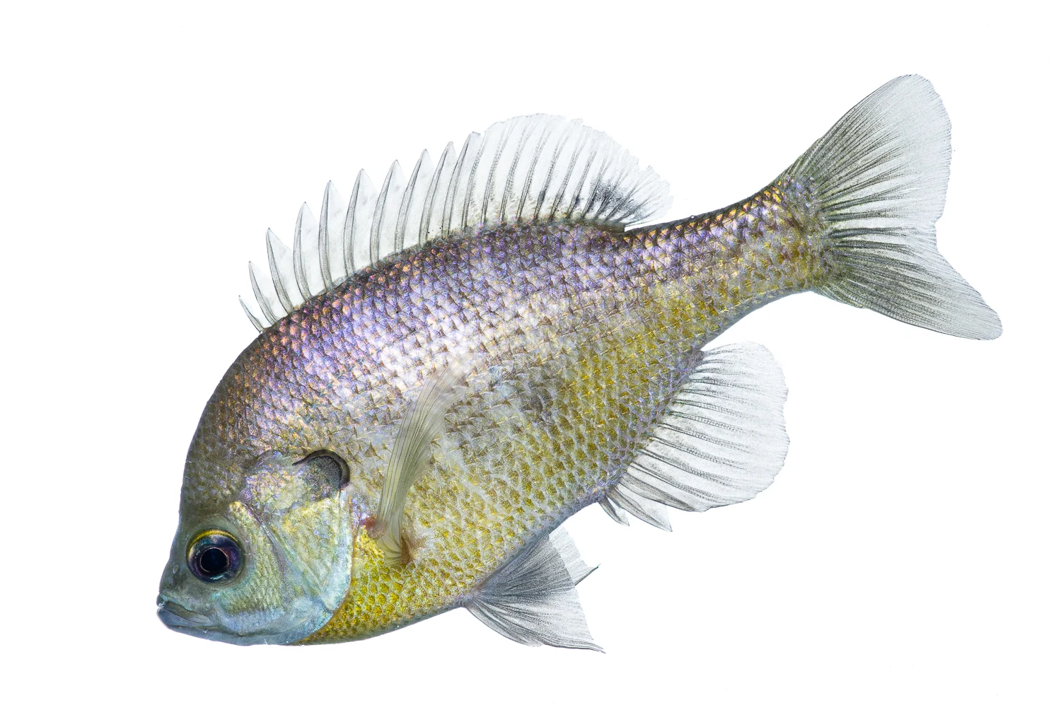 Bluegill Profile