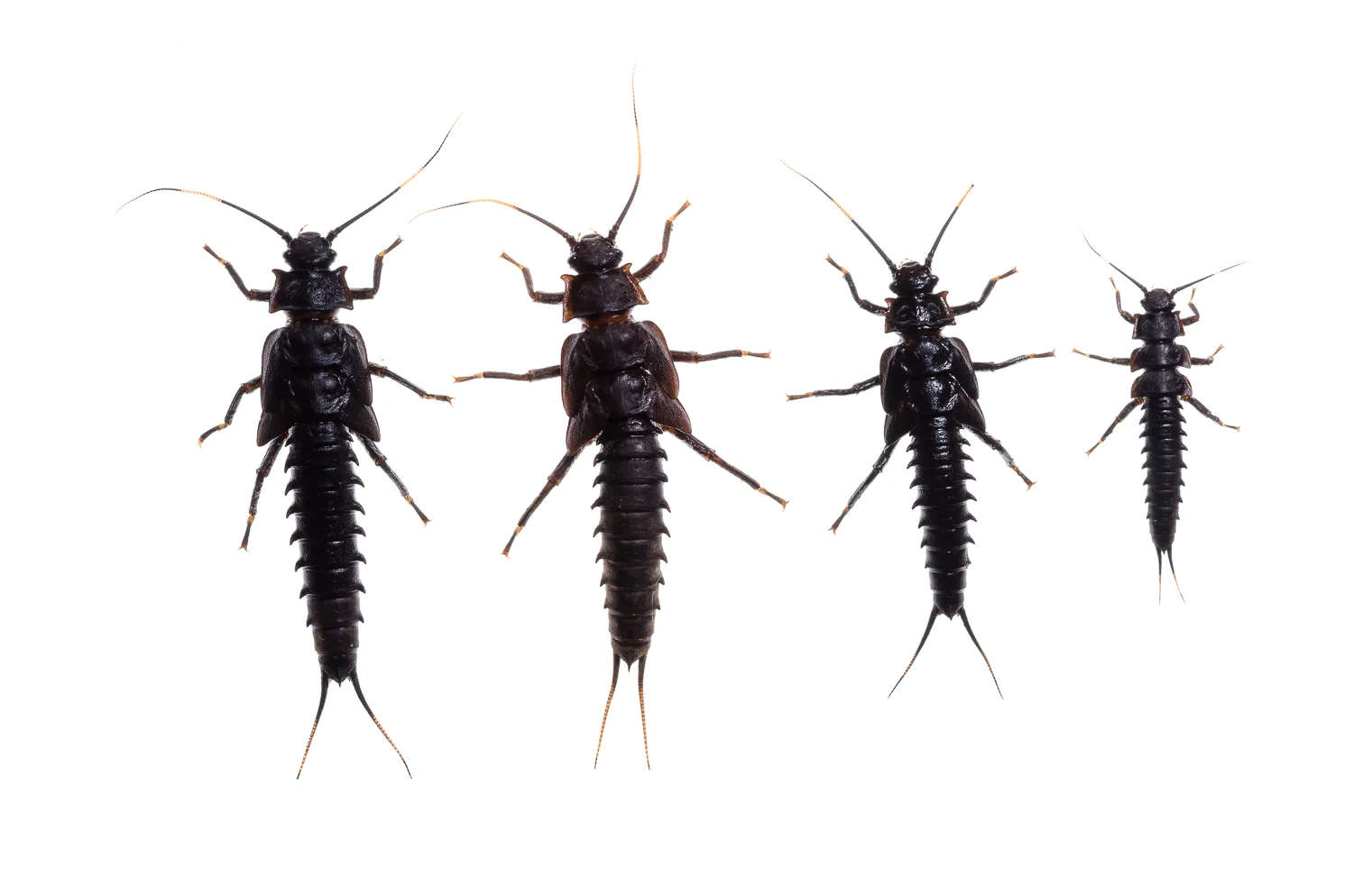 Knobbed Salmonfly Family