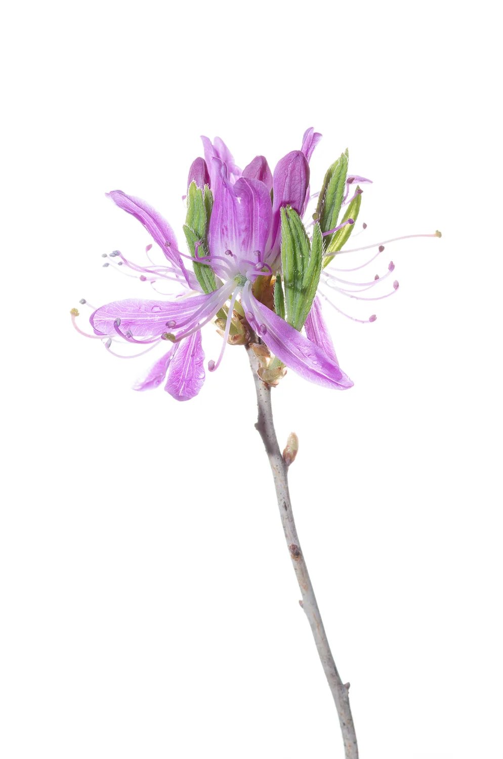 Rhododendron canadense