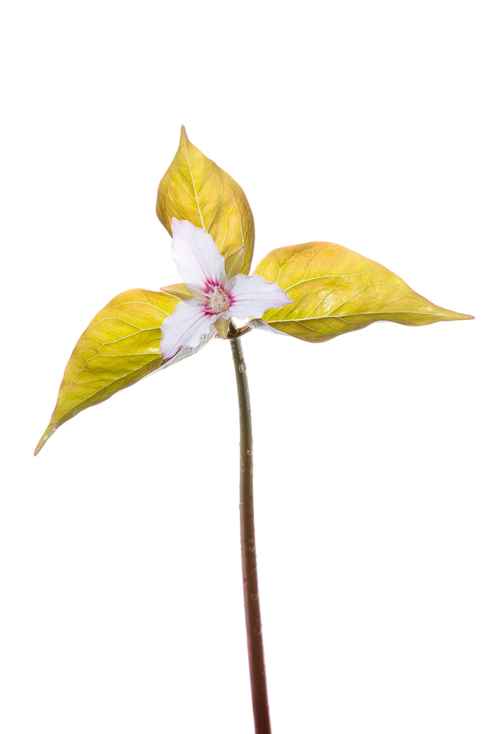 Painted Trillium