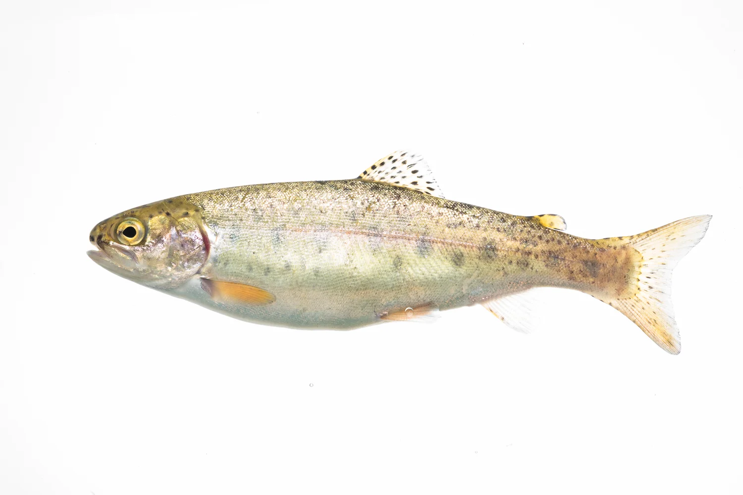 Rainbow Trout Profile