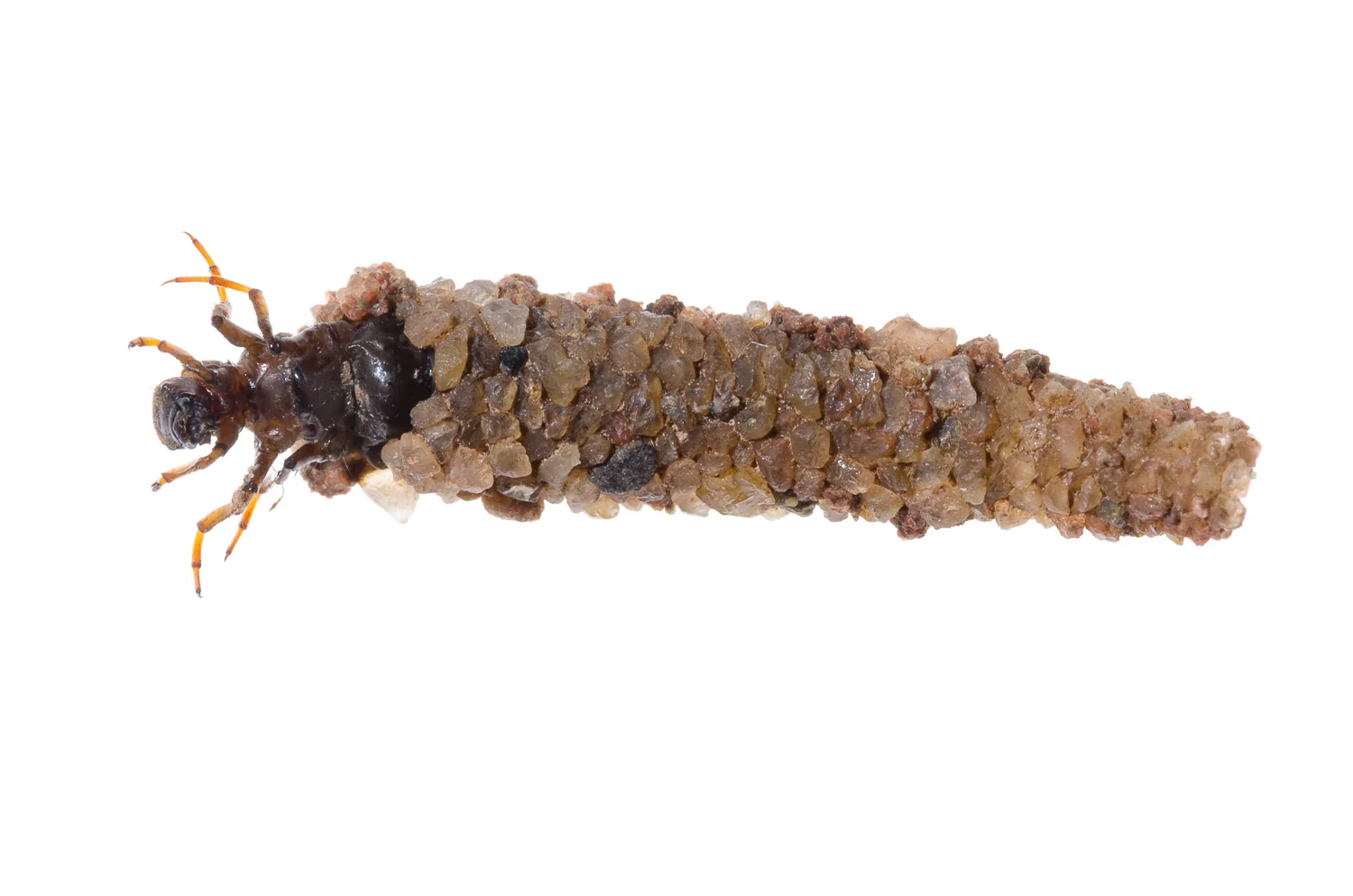 Limnephilus