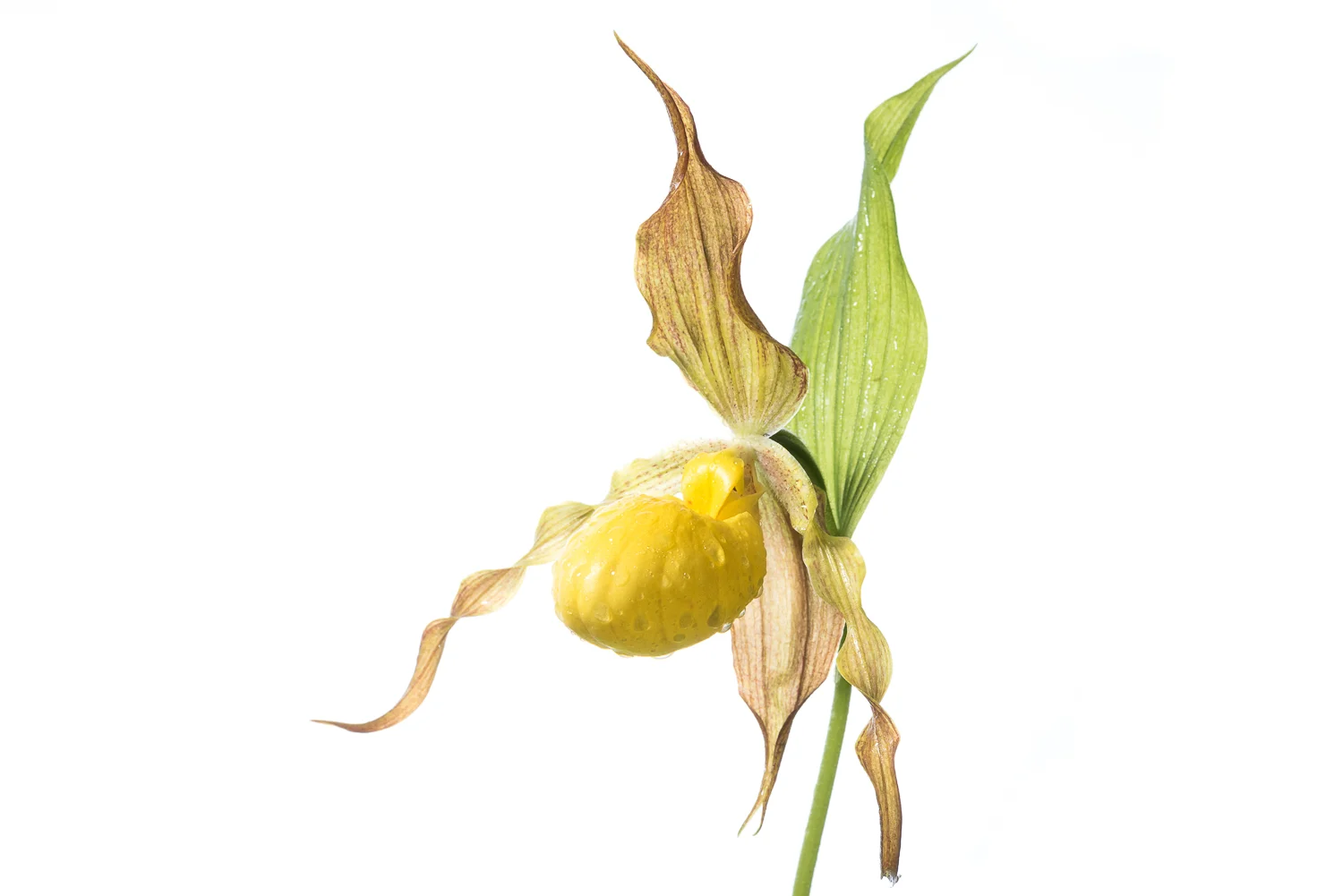 Yellow Lady Slipper Portrait II