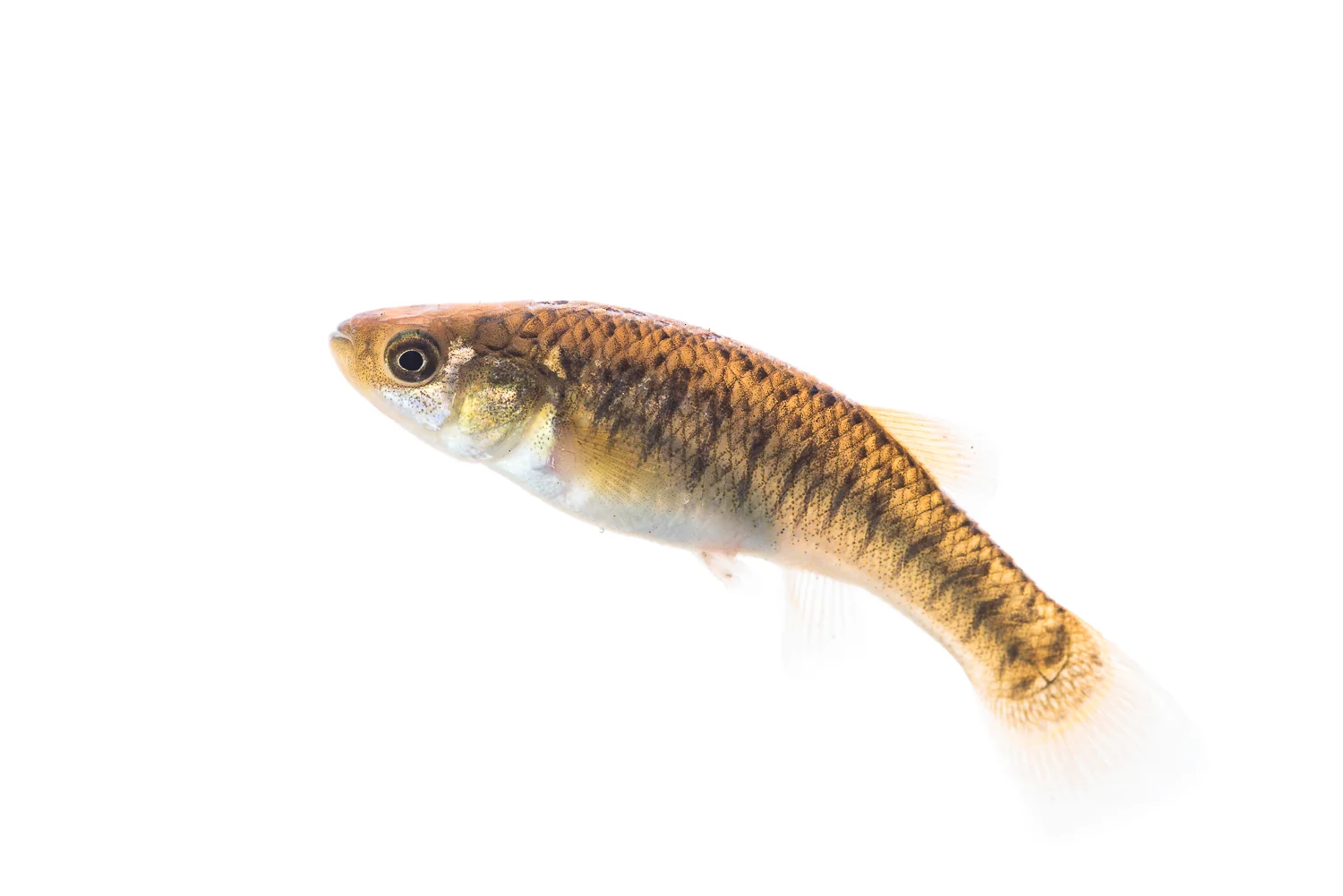 Mummichog