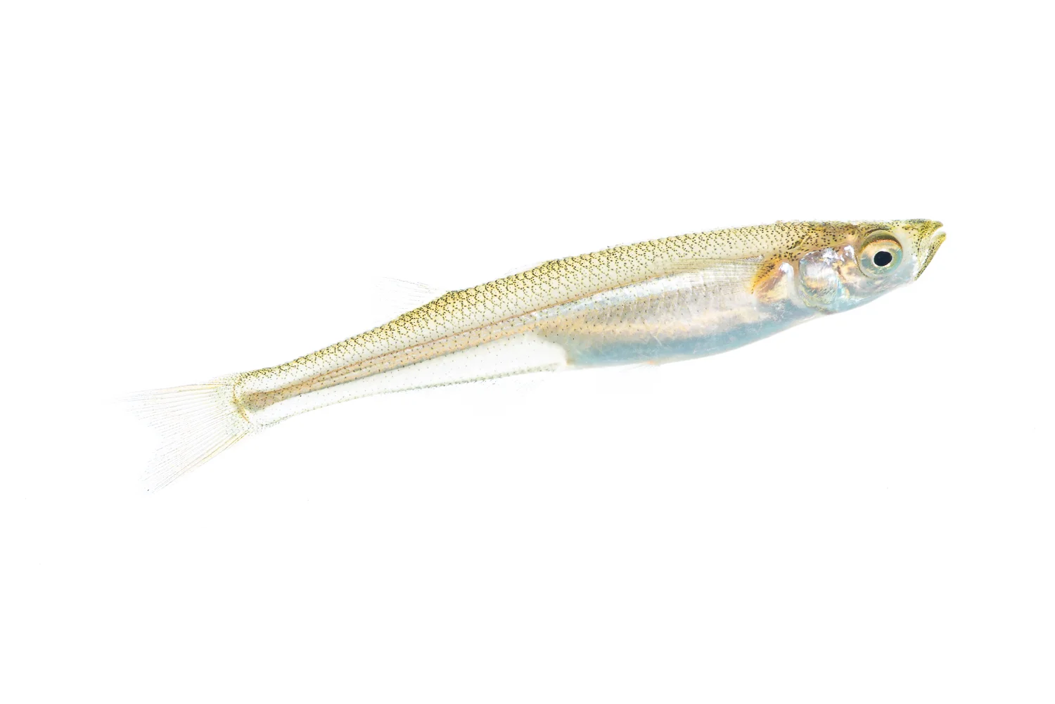 Atlantic Silverside