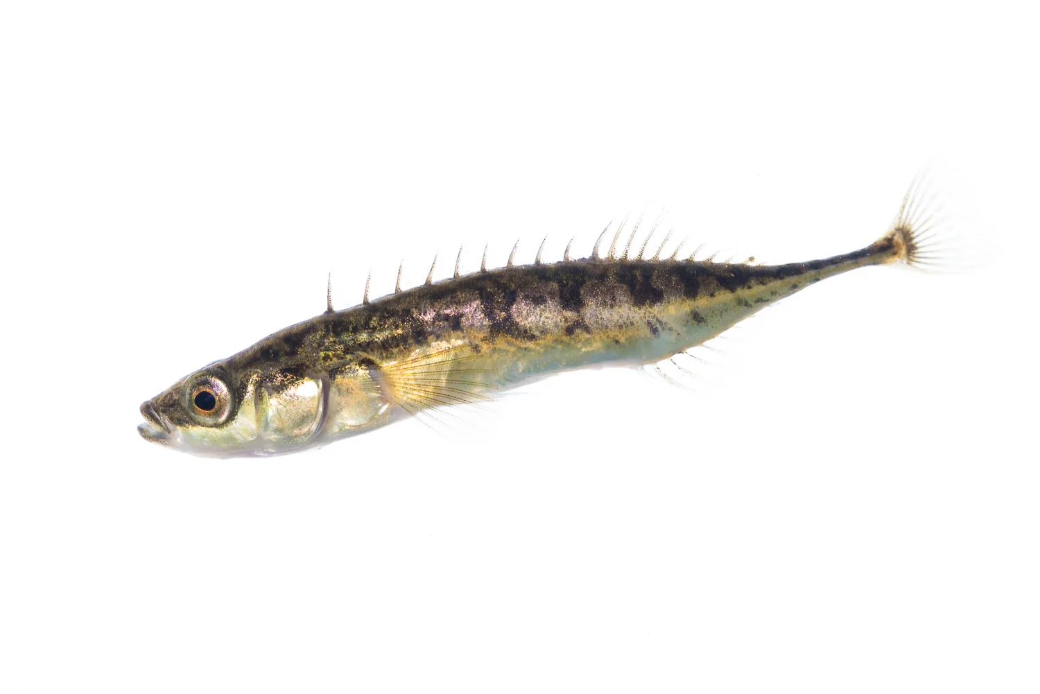 Ninespine Stickleback