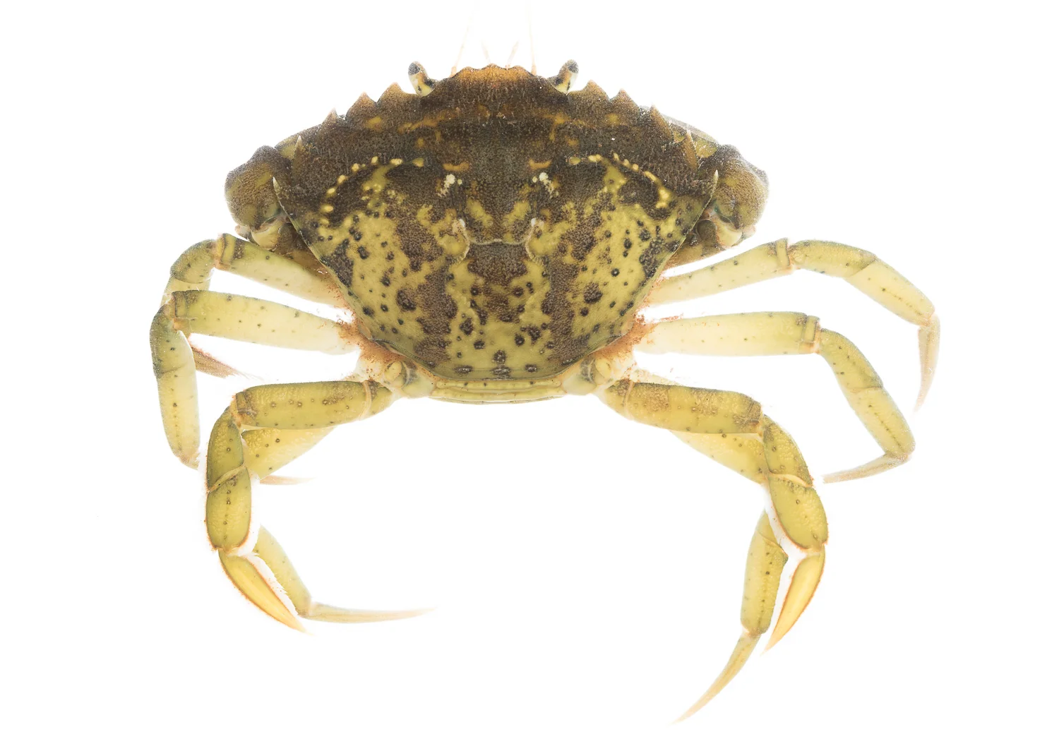 Green Crab