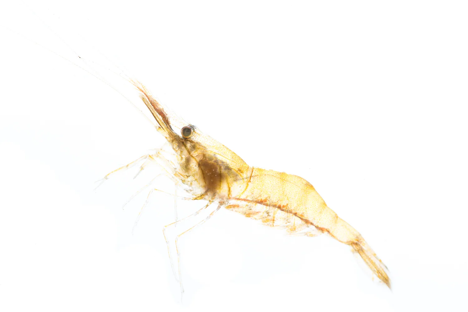 Grass Shrimp
