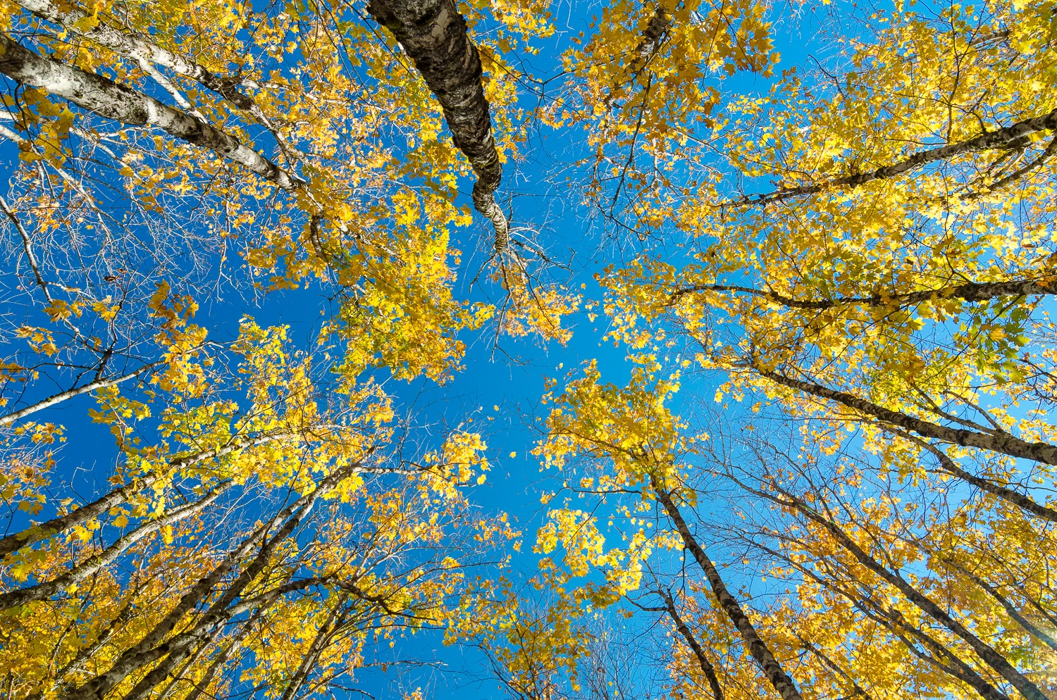 Birch Views