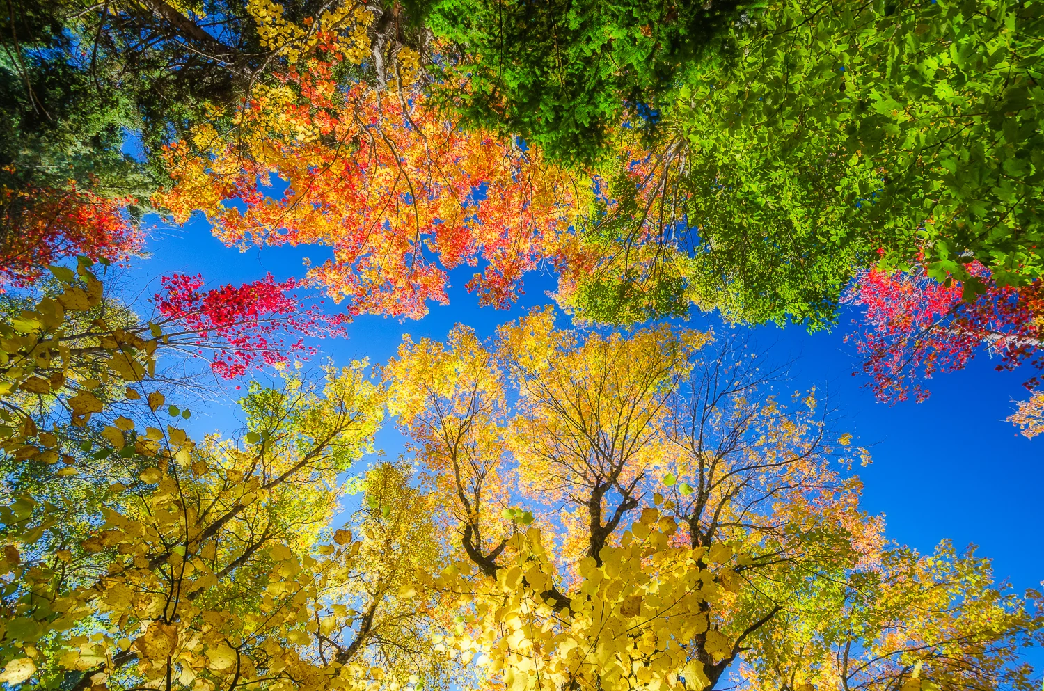 Fall Kaleidoscope
