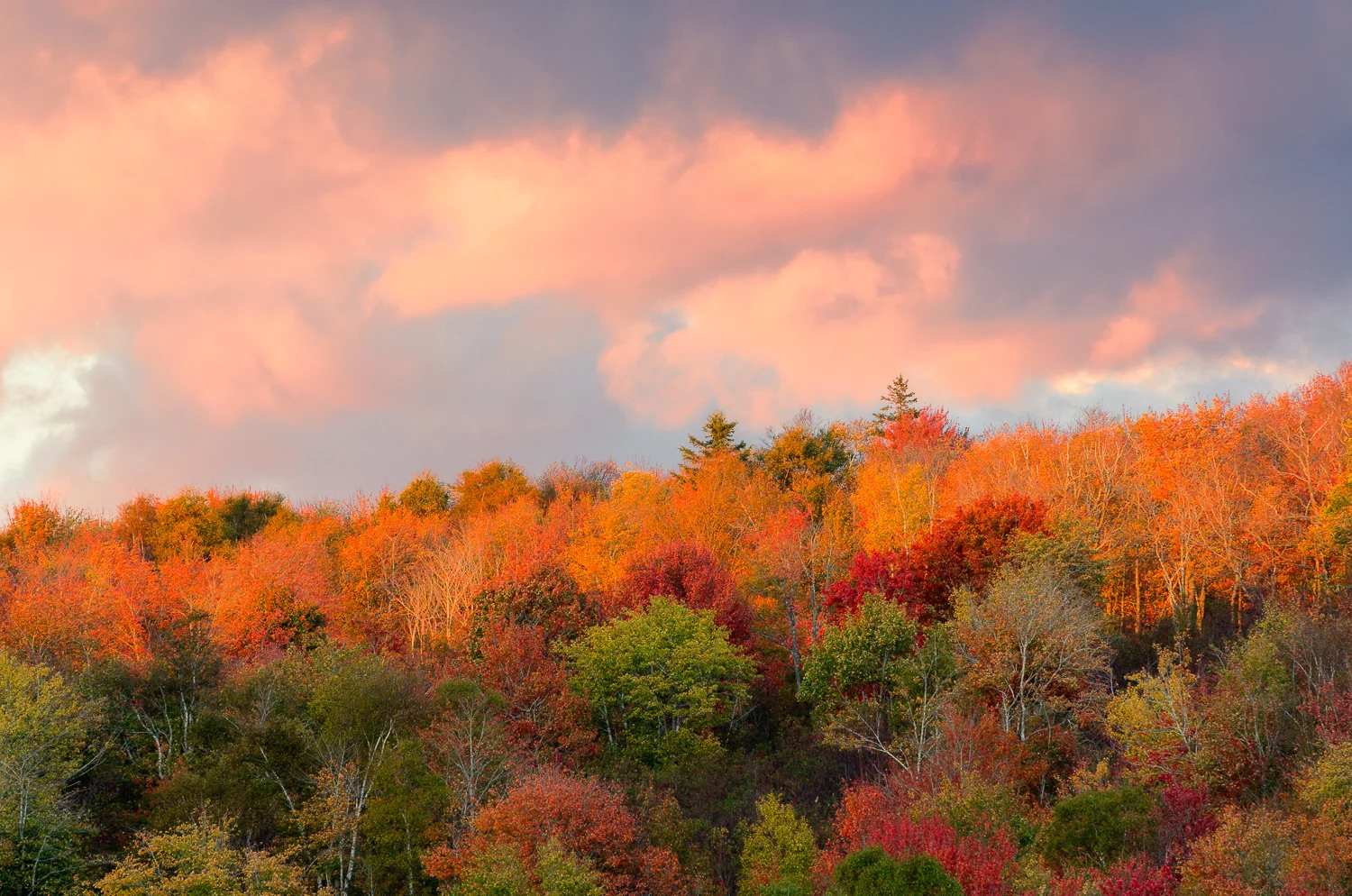 Last Light Above the Trees