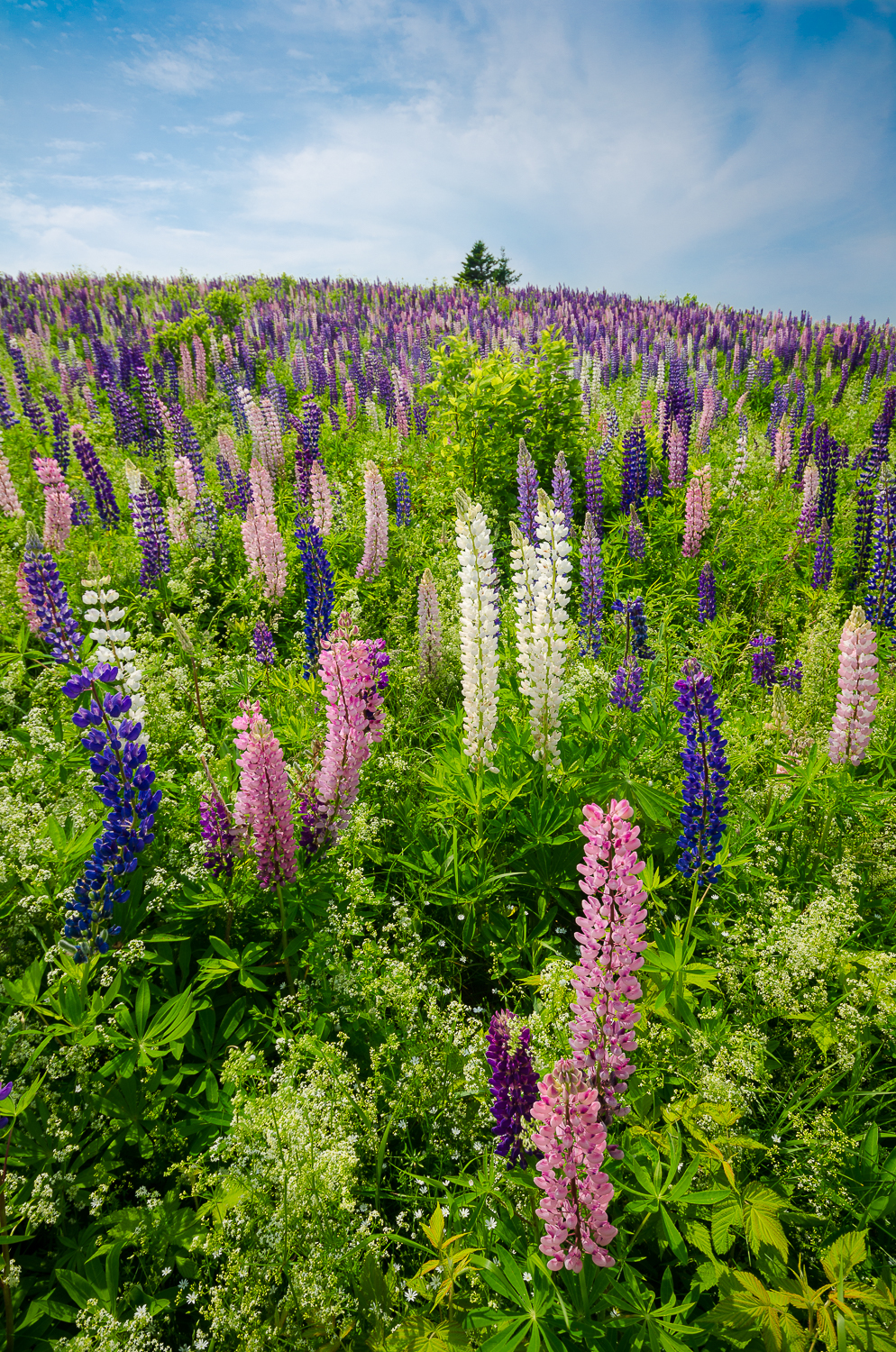 Field of Colour