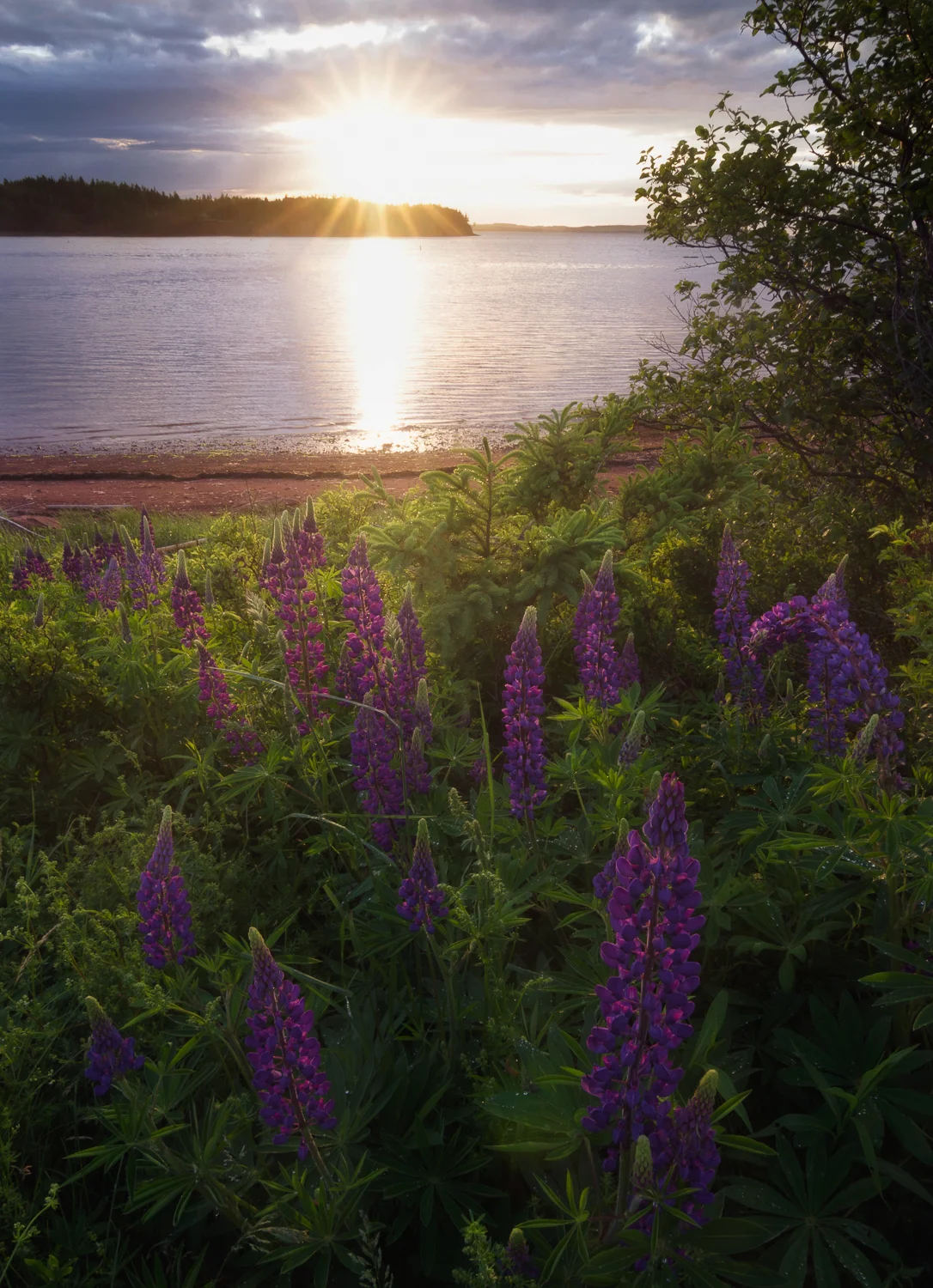 Coastal Lupins