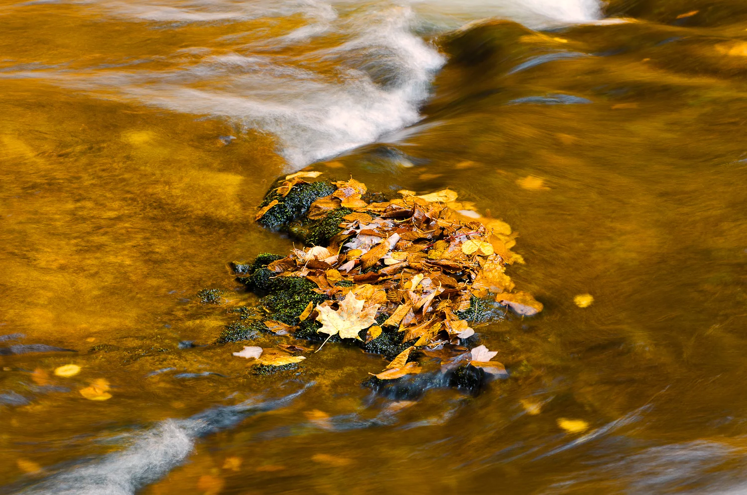 The River's Collection
