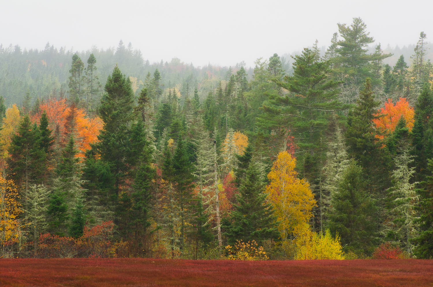 Foggy fall foliage blueberry field.jpg