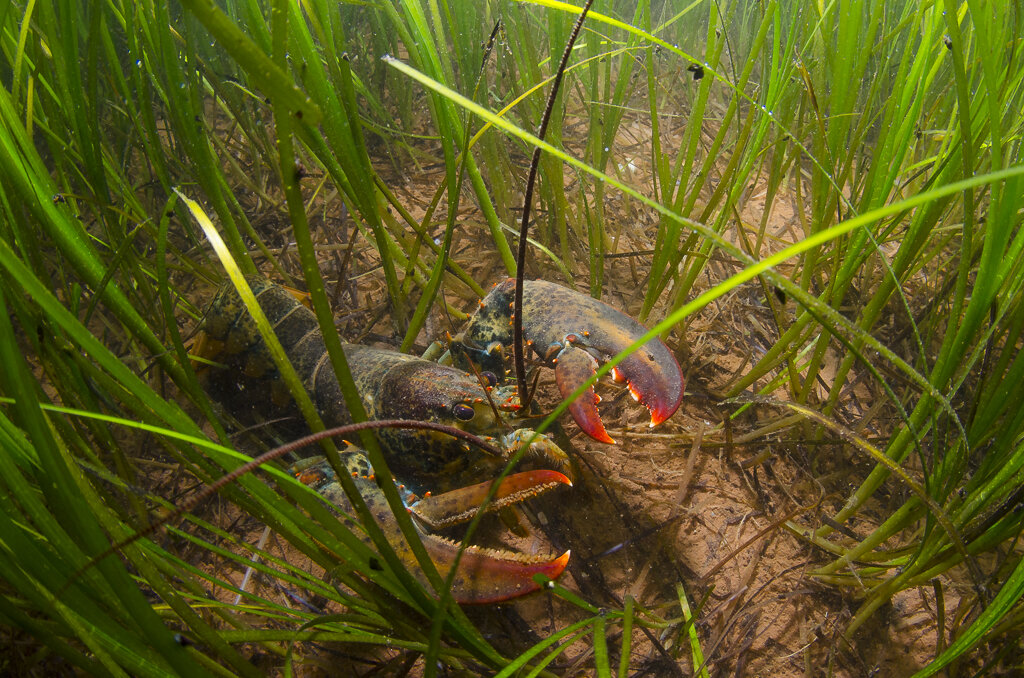 Lobster in Grass