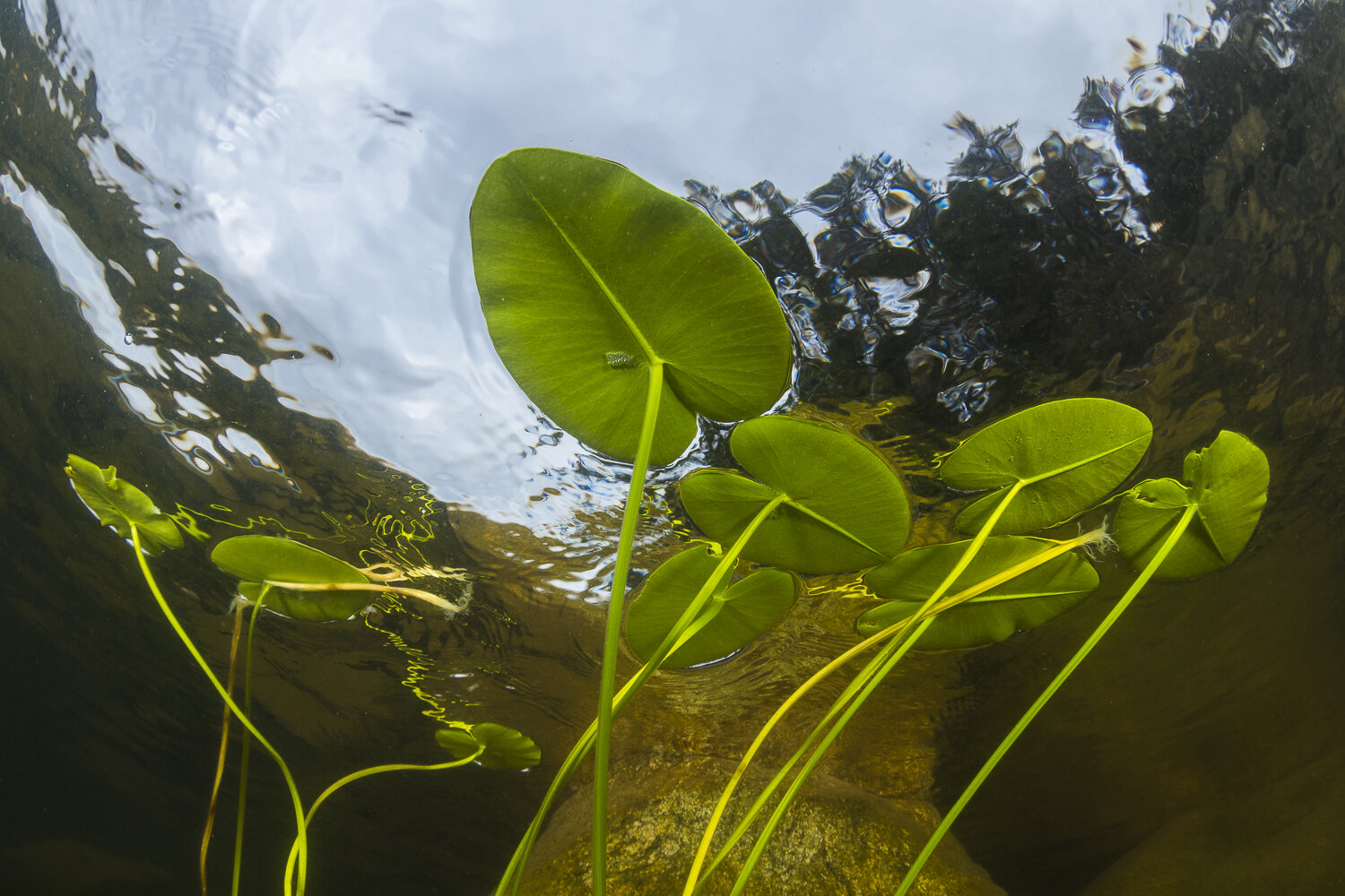 lilly pads underwater web.jpg