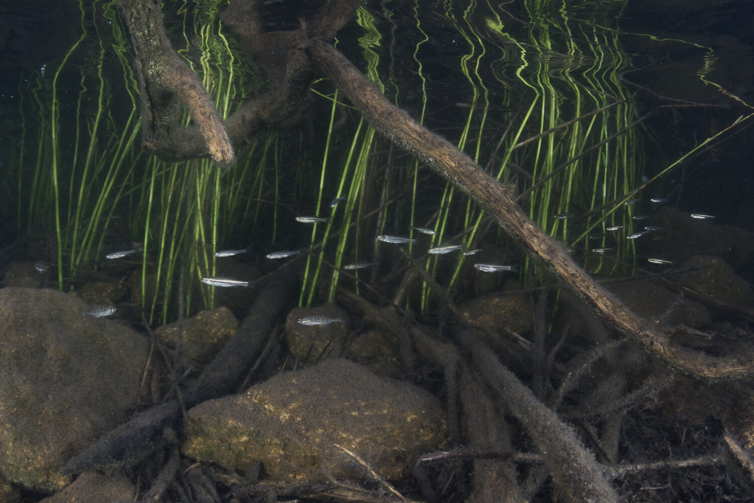 brook stickleback and pearl dace vegetation web.jpg