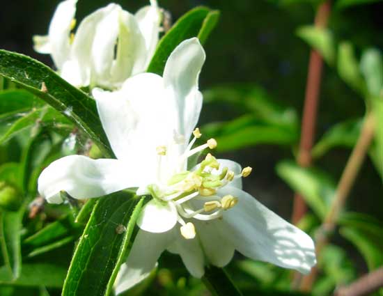 Mock Orange