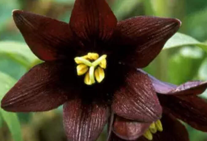 Chocolate Lily