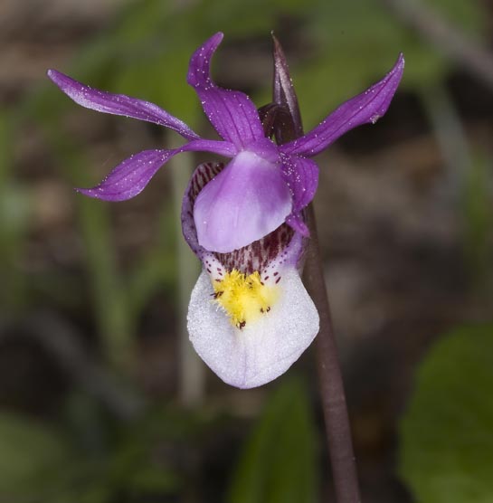 Calypso Orchid