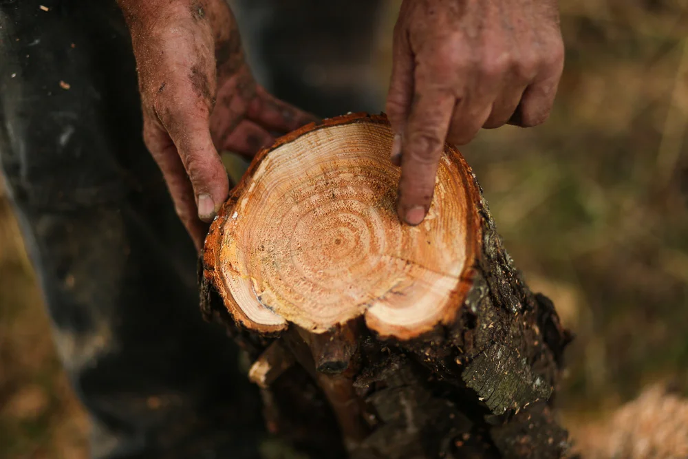 Thousand Canker Disease in Black Walnut