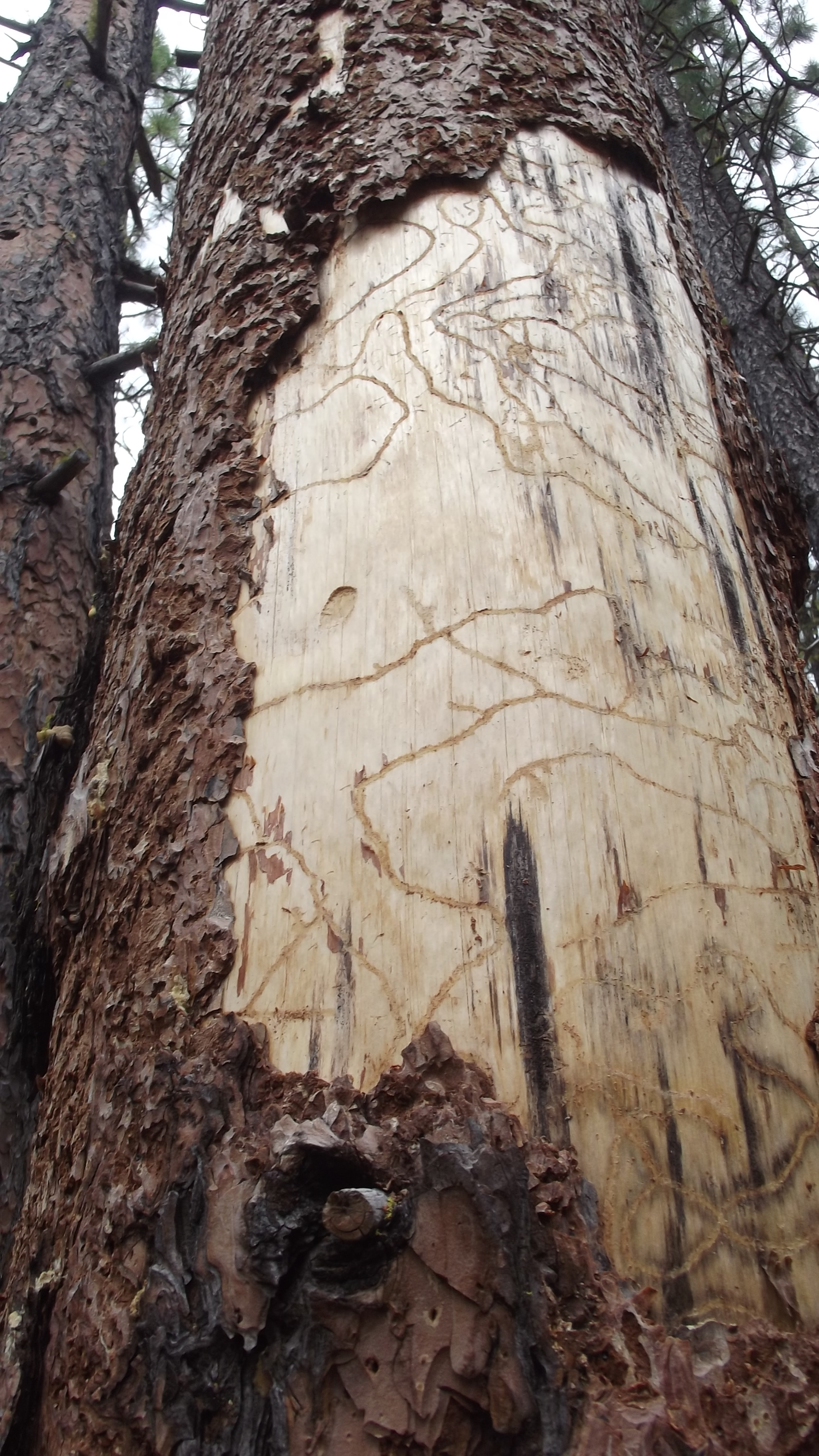 Gorge-Tree-Service-timber-cruise-oregon-washington-liscenced-website.jpg