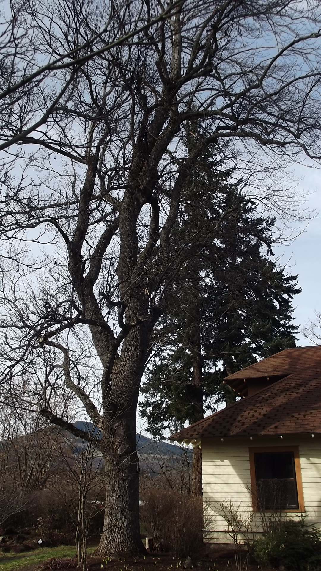 Tulip Poplar Before Pruning for Aesthetics and Safety