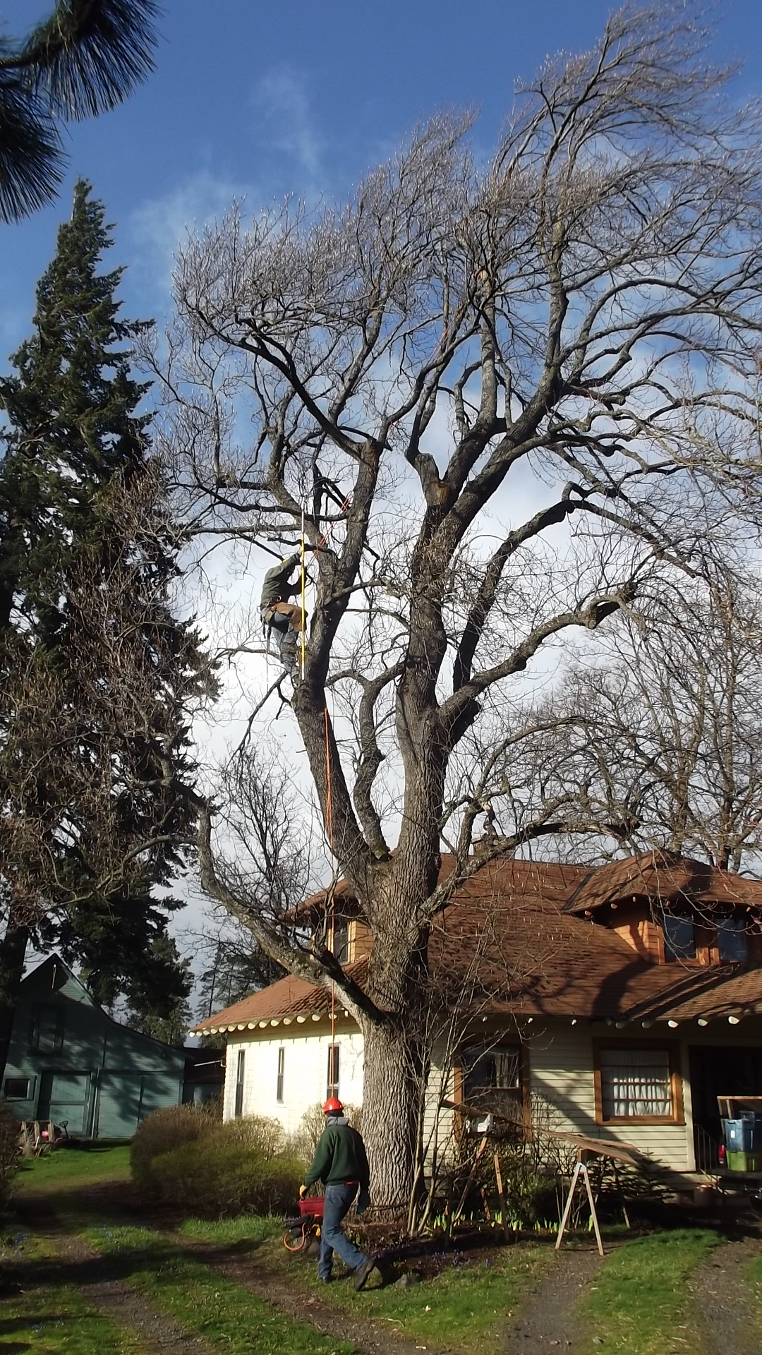 Tulip Poplar After Pruning