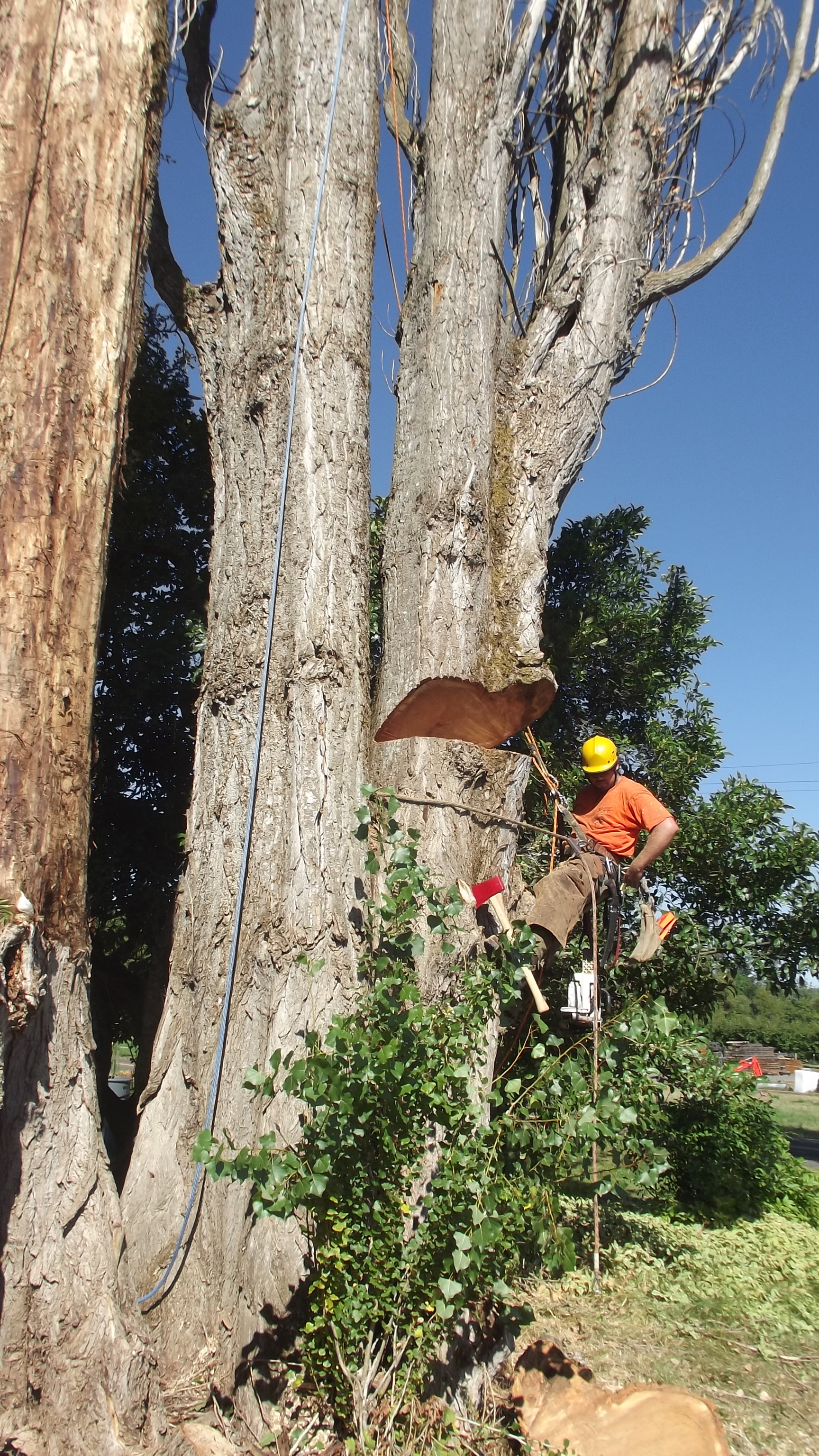 Dying Lombardy Poplar Removal