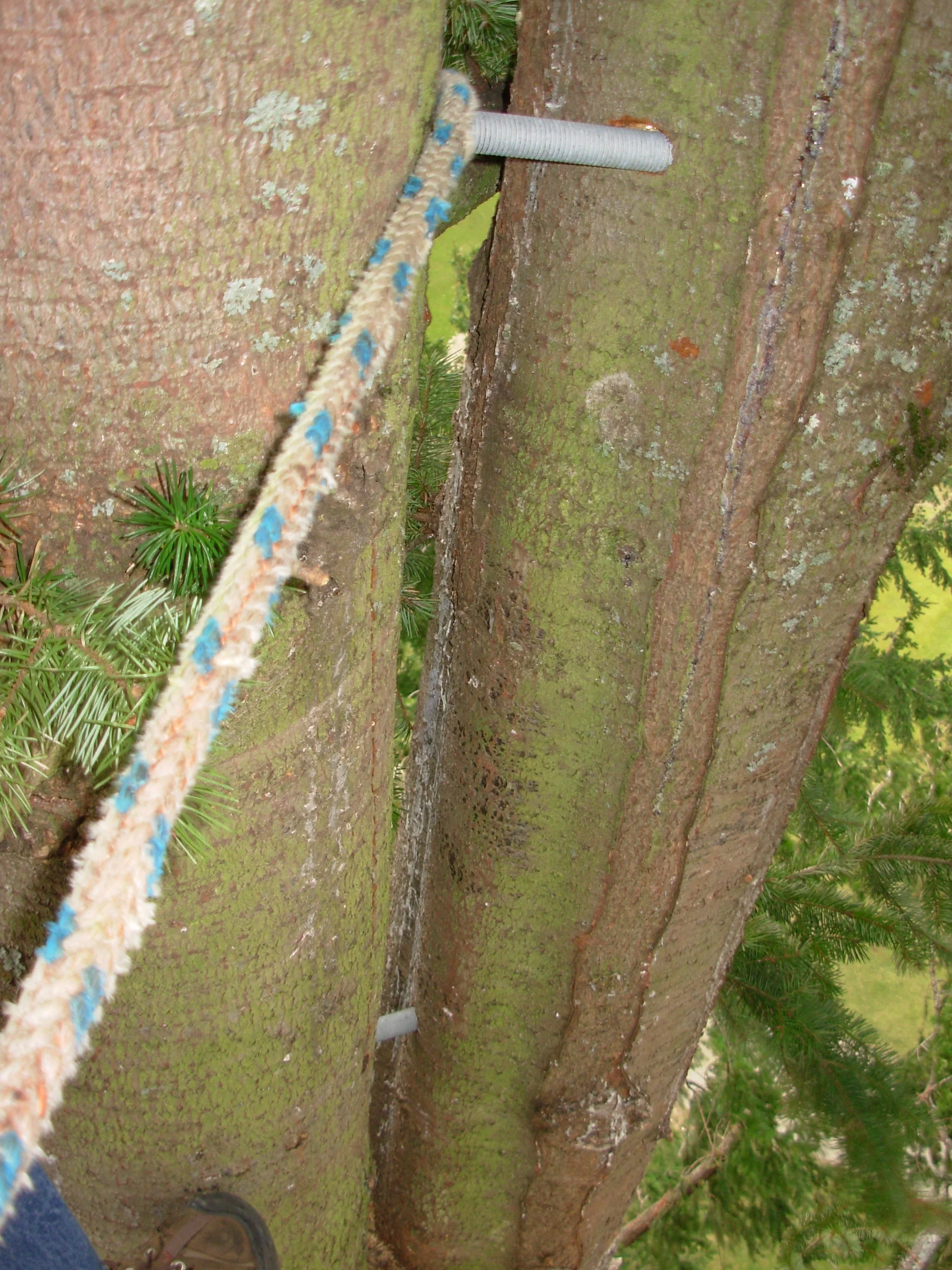 Tree Cabling and Support Bracing — BraunArborCare