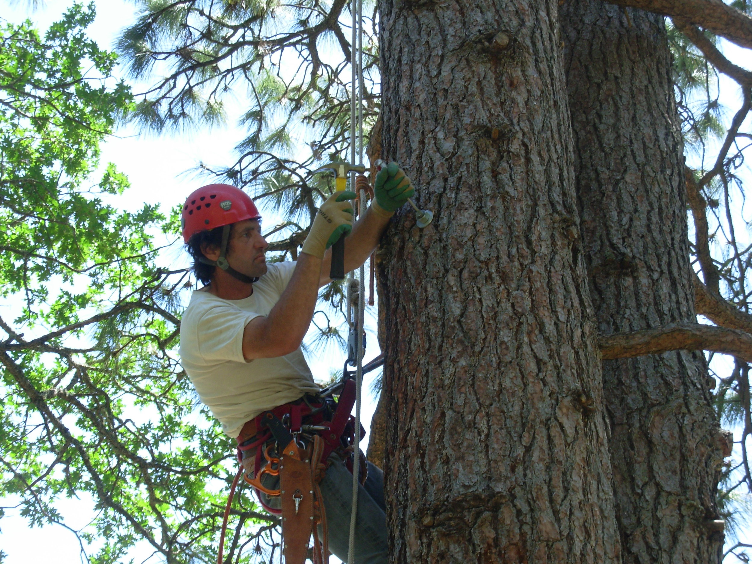 gorge-tree-services-cable-bracing-safety-bolts-harness-installation.jpg