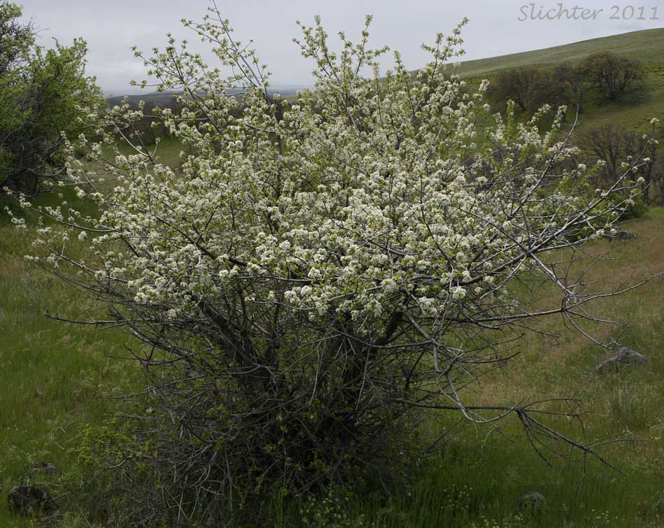 Bitter Cherry Shrub