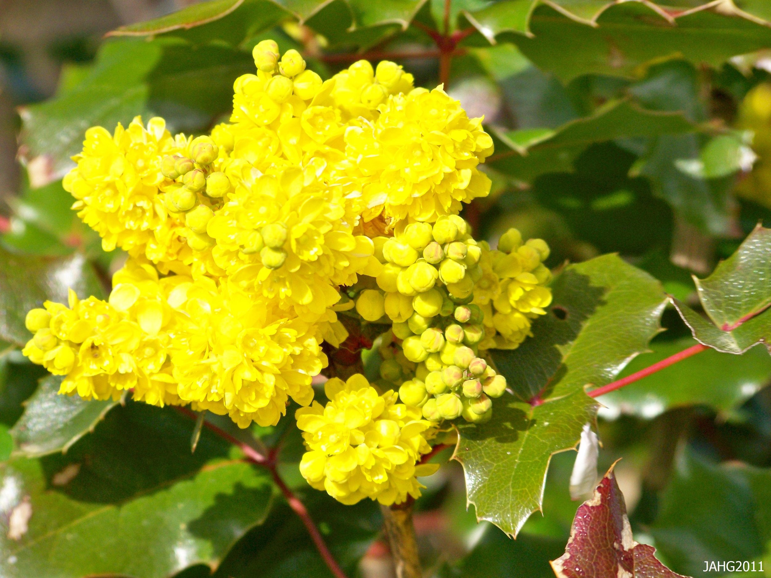 Cascade Oregon Grape