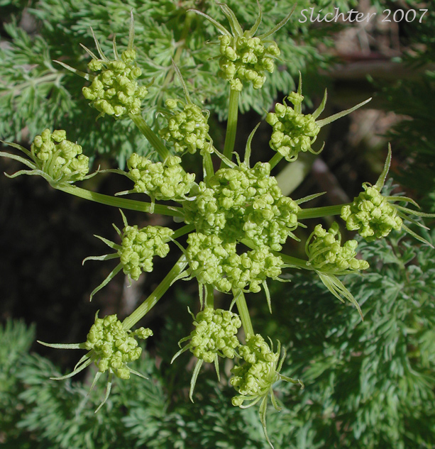 Fern-leaf Desert Parsley